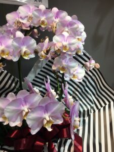 orchidstock_purple